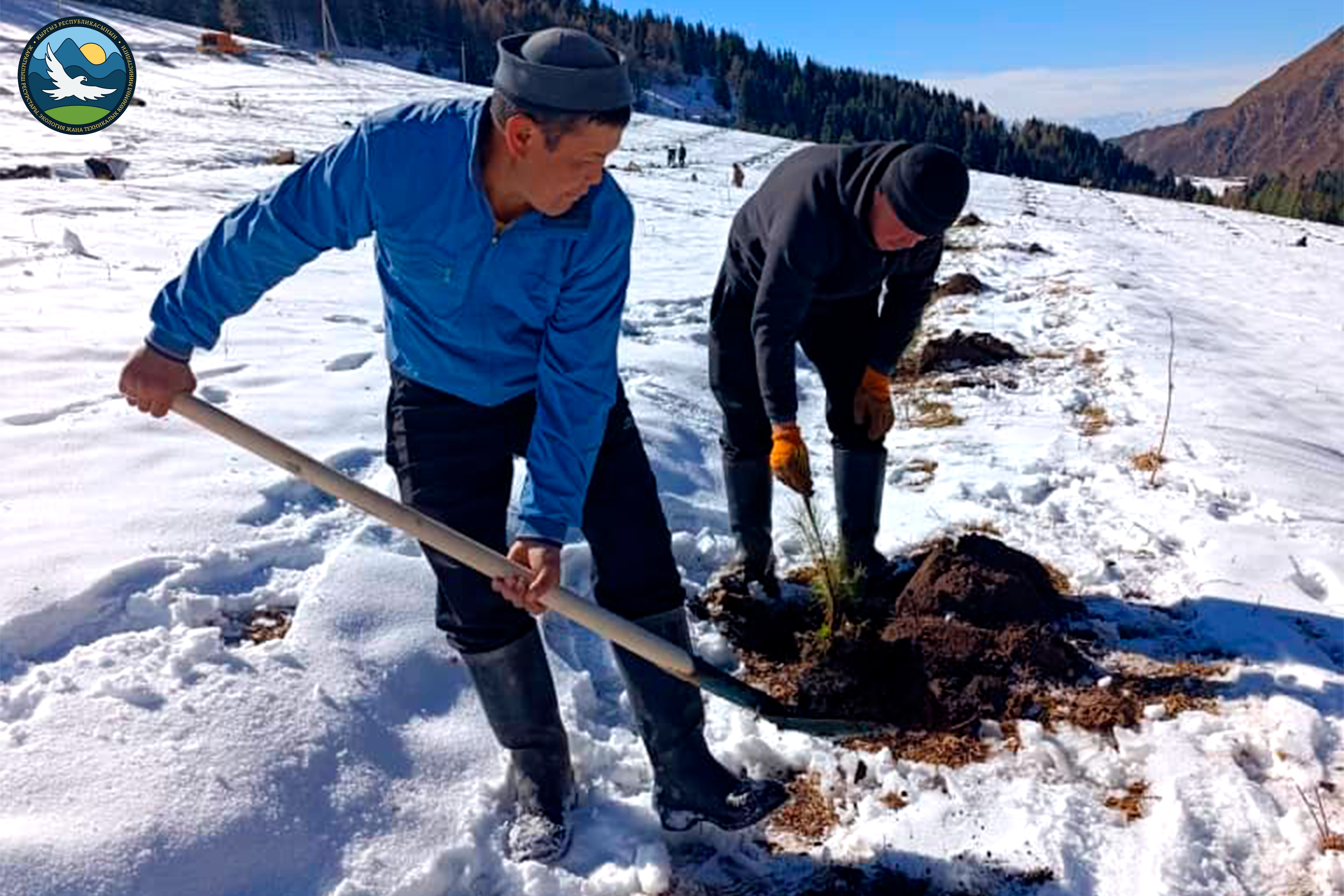 В Чон-Кемине высажены 1 500 лунок для посадки сосен в рамках кампании «Жашыл Мурас» (фоторепортаж)