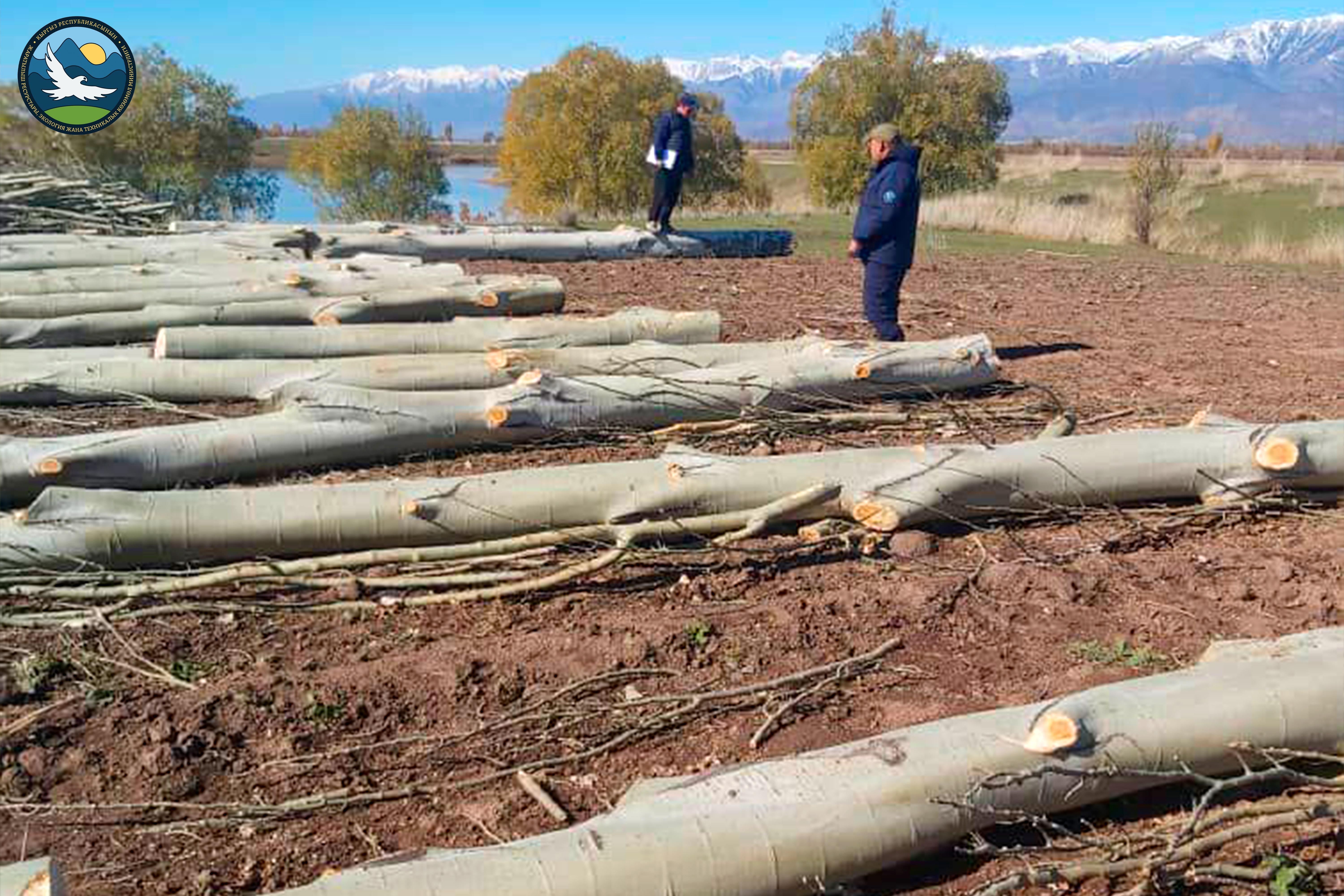 В Тюпском районе Иссык-Кульской области экологи обнаружили ущерб от незаконной вырубки деревьев на сумму свыше 100 тысяч сомов