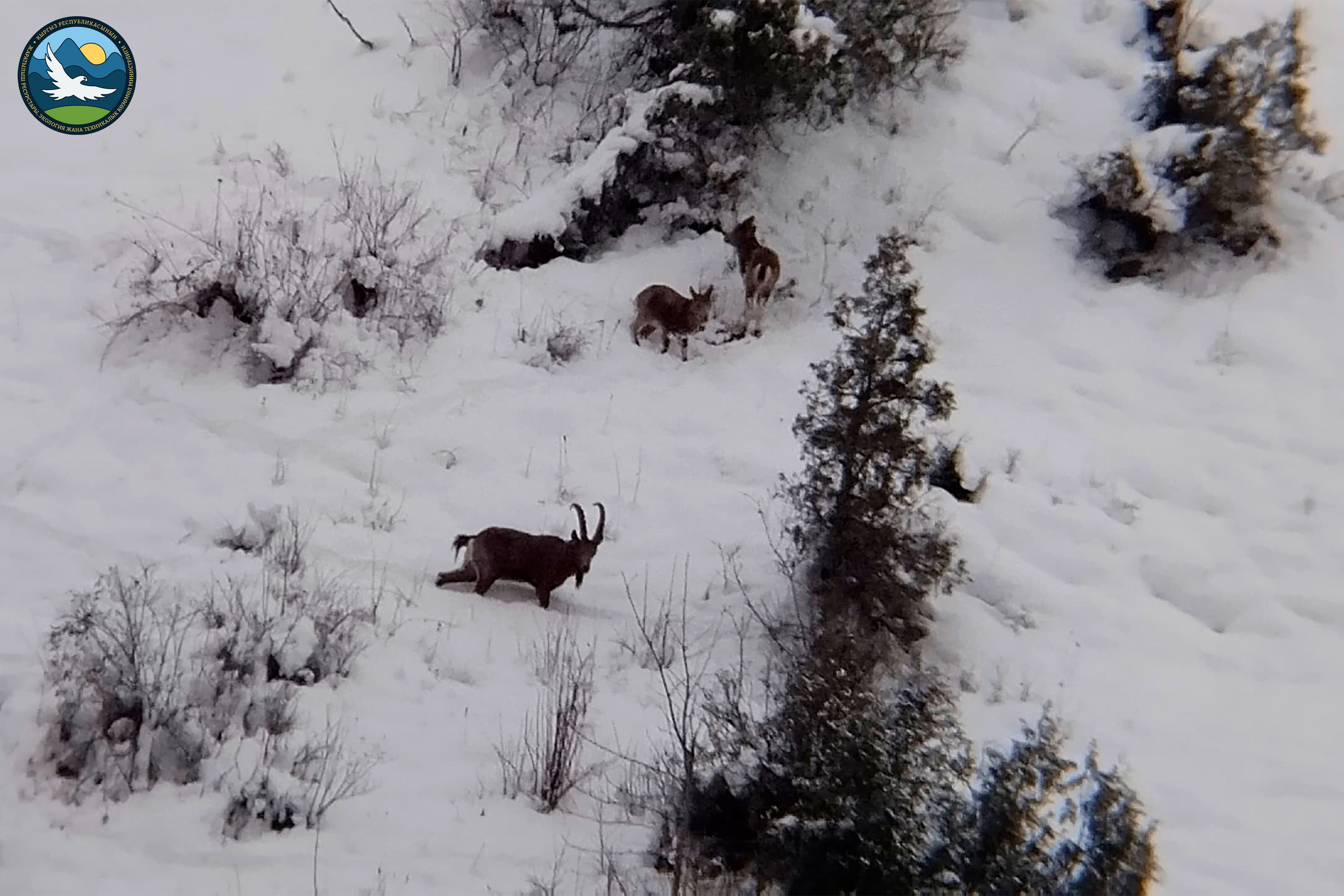 Государственный природный парк «Алатай» — один из самых молодых и значимых заповедников нашей страны