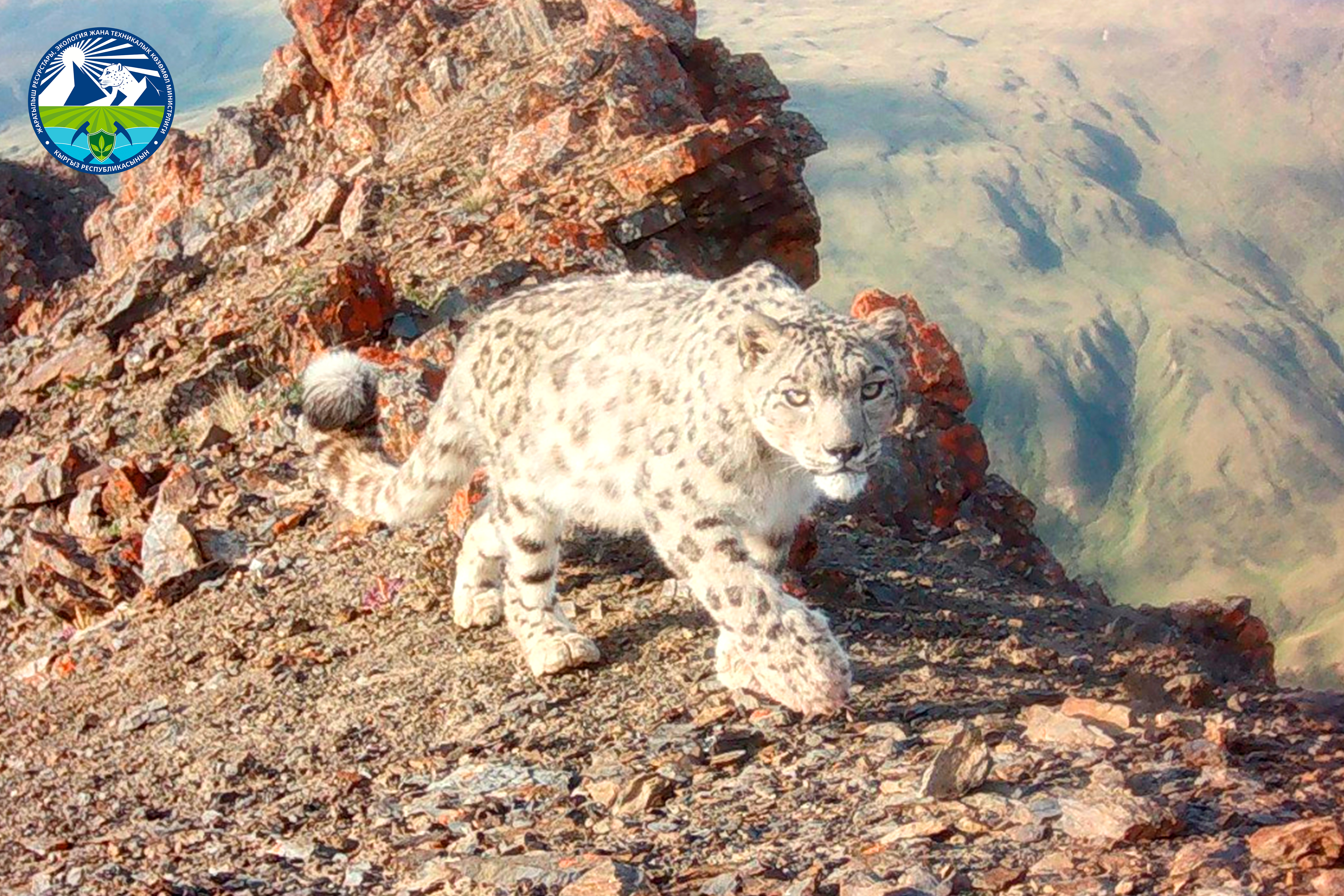 Снежный барс и волк: Обитатели двух природных заповедников Кыргызстана