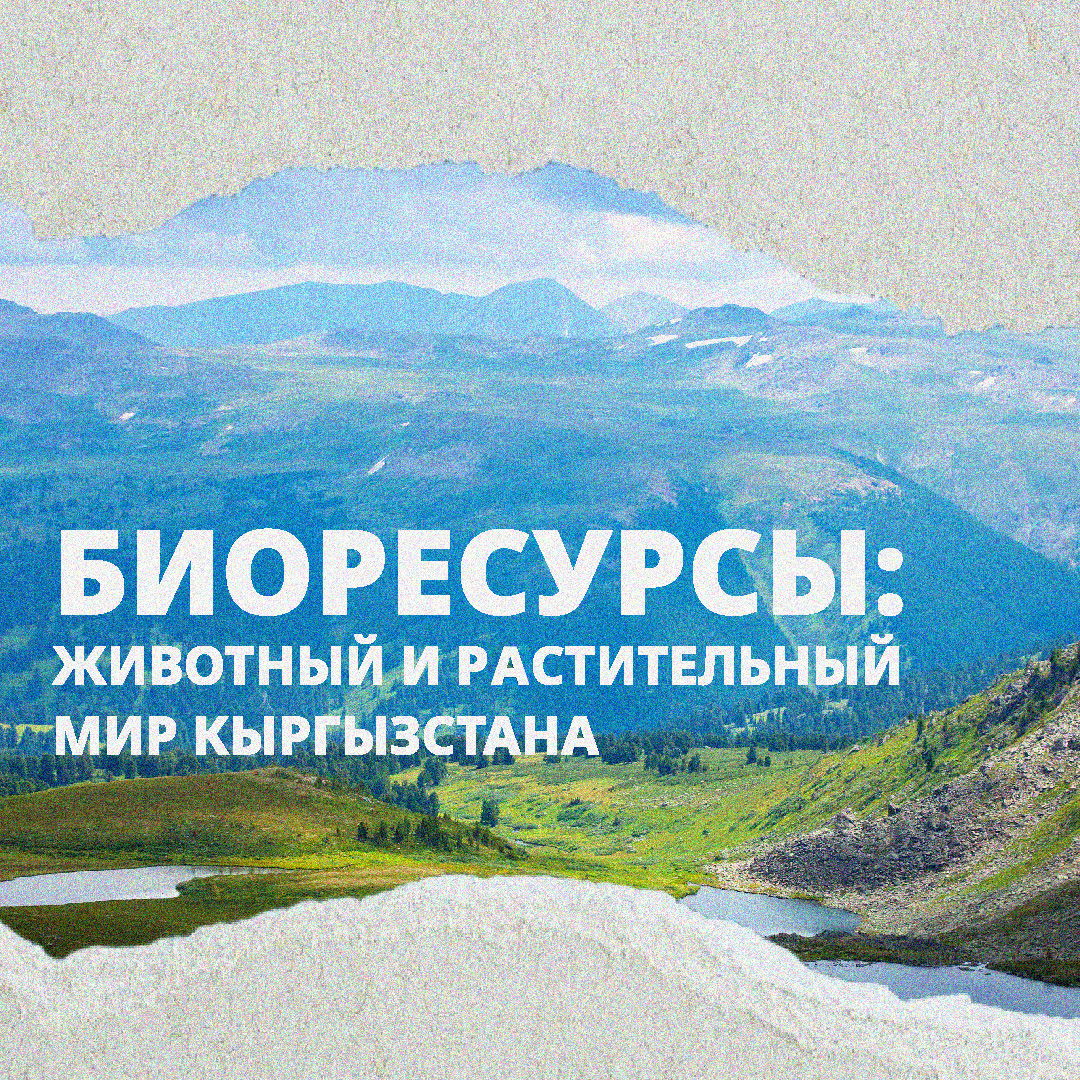 Биотехнические мероприятия в парке «Кара-Буура»