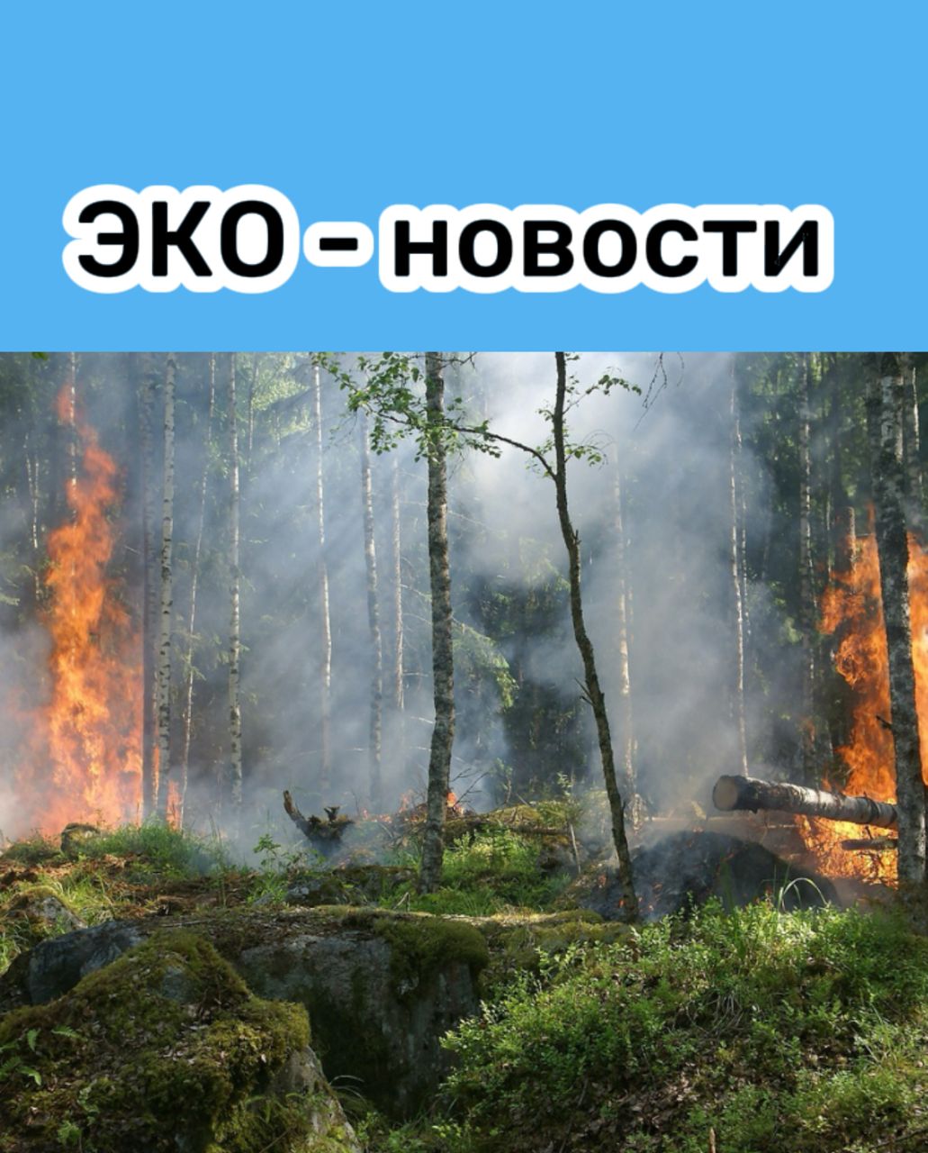 Технологии для защиты природы Внедрение спутниковых технологий для мониторинга пожаров