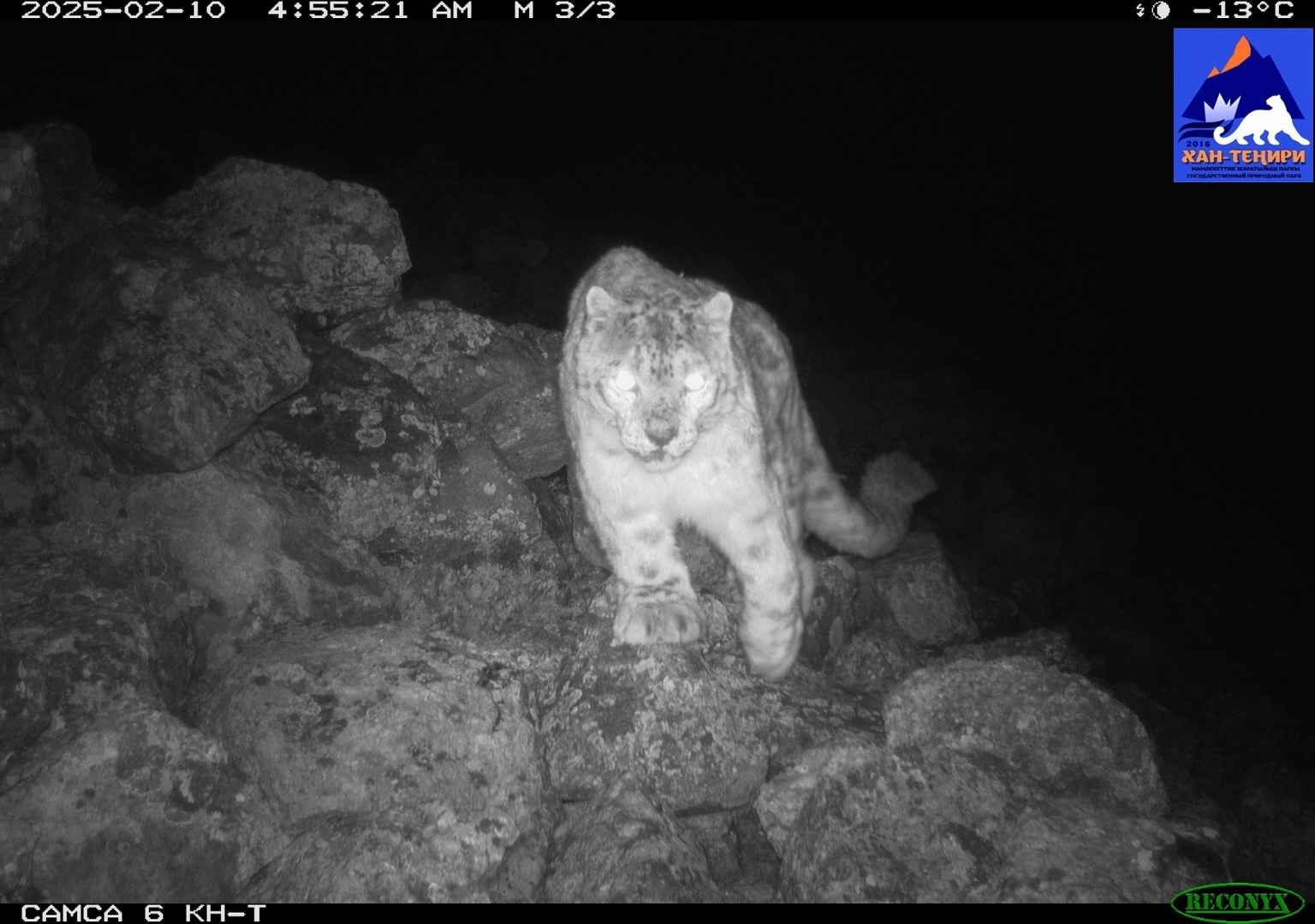 Фото — Снежные барсы в природном парке «Хан-Тенири»