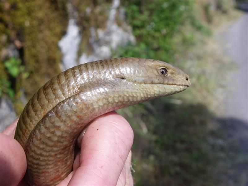 Приняты соответствующие меры по факту поимки животного, занесённого в Красную книгу