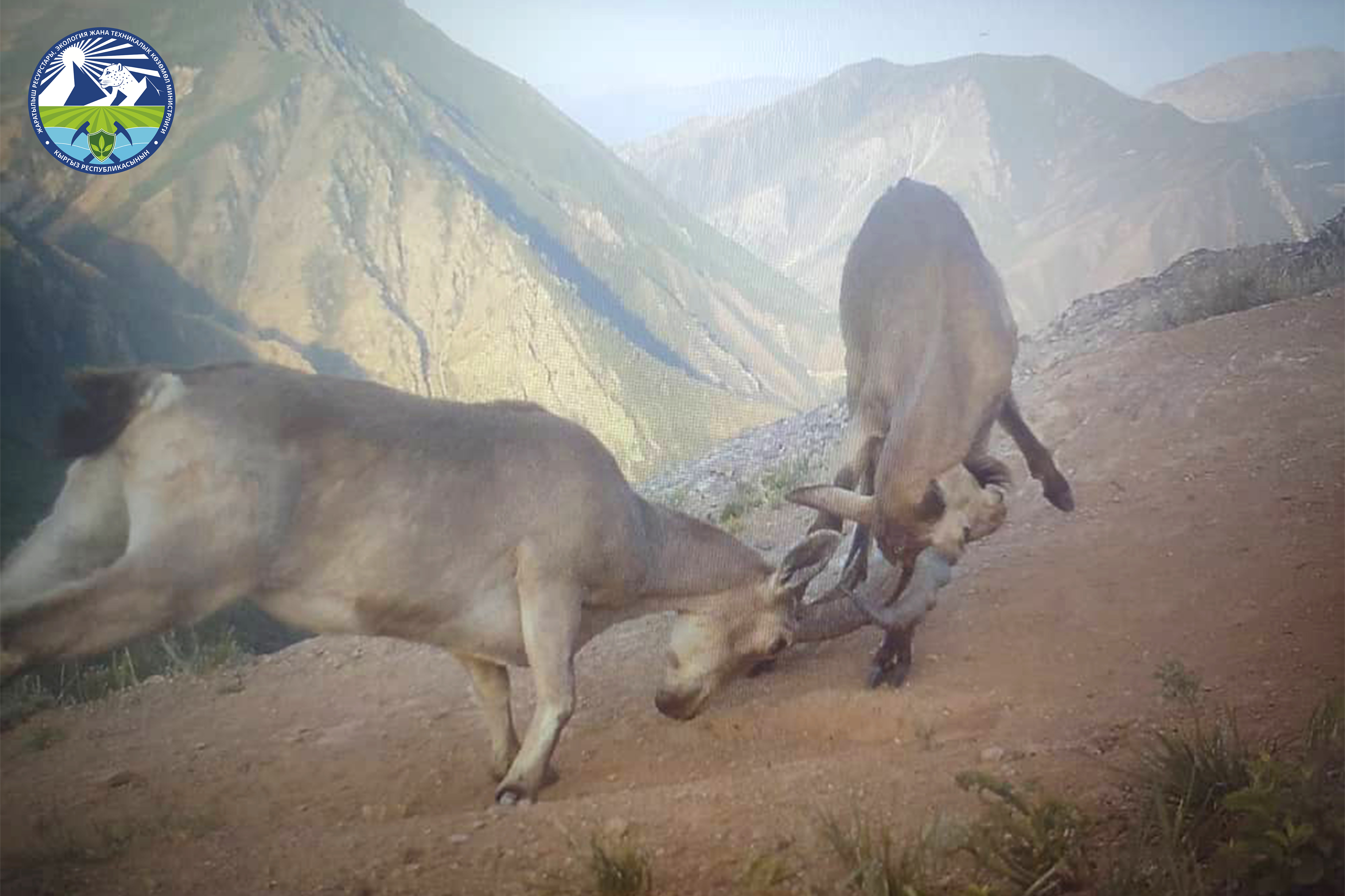 Фоторепортаж с участка Ак-Шоро: редкие кадры дикой природы Беш-Аральского заповедника