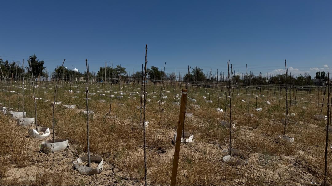 Министр М.Машиев  ознакомился с новым оборудованием и посадками гибридного тополя