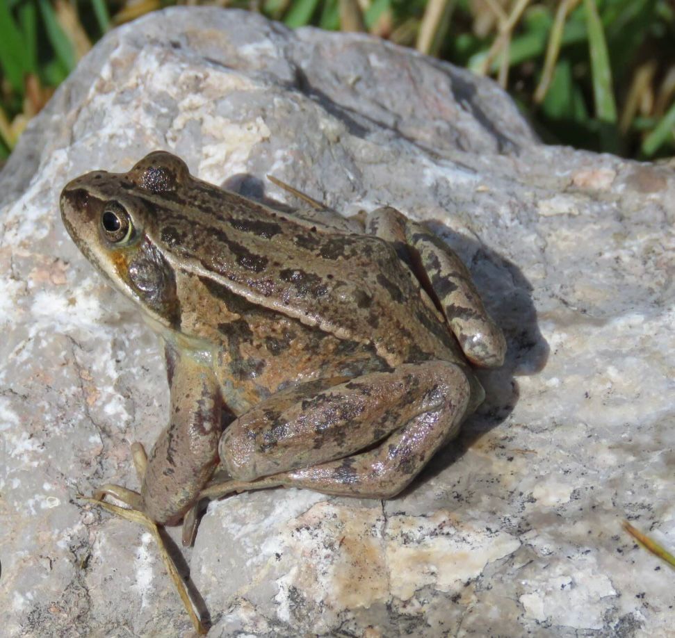 Проведен рейд направленный на выявление незаконной торговли центральноазиатской лягушкой, занесённой в Красную книгу