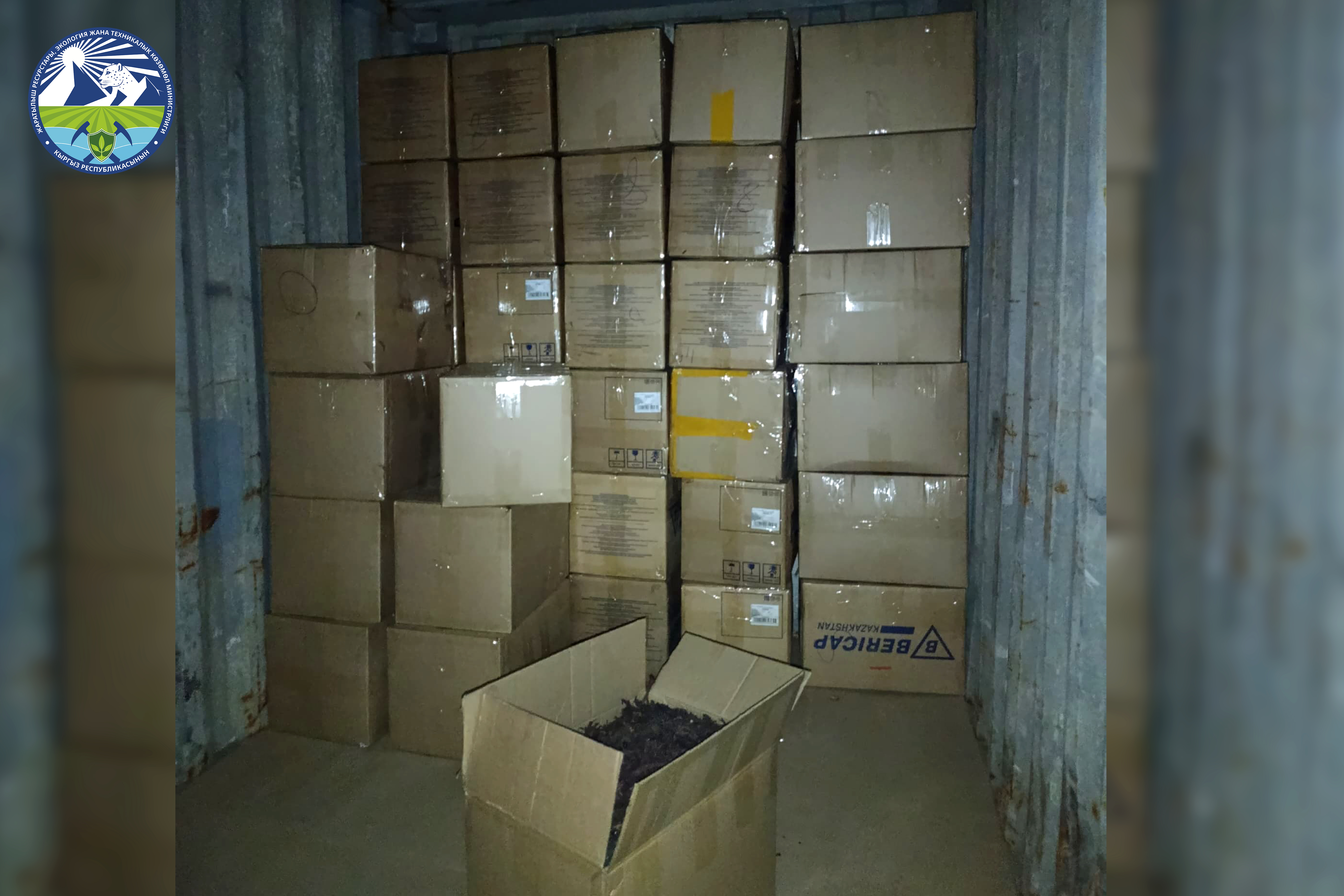 Более 5 тонн высушенных корней эндиковой травы (макротомии) были обнаружены на незаконно используемом участке