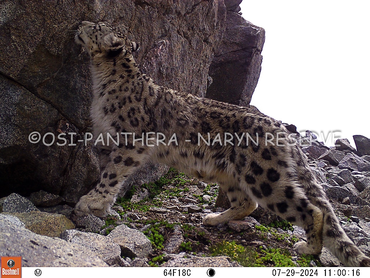 В Нарынском государственном природном заповеднике успешно завершилась экспедиция