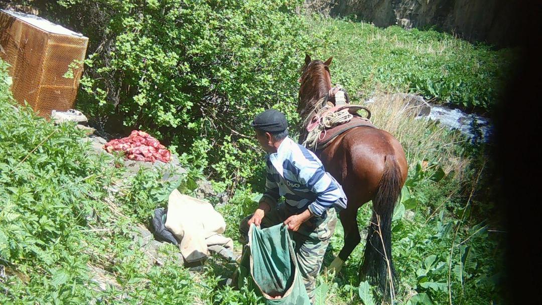 В Чуйской области зафиксирован факт незаконной добычи козерога
