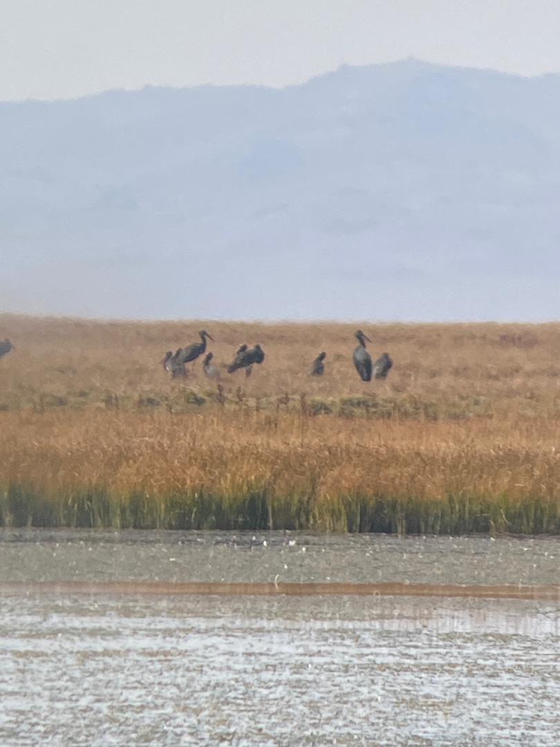 Осеннее гнездование птиц