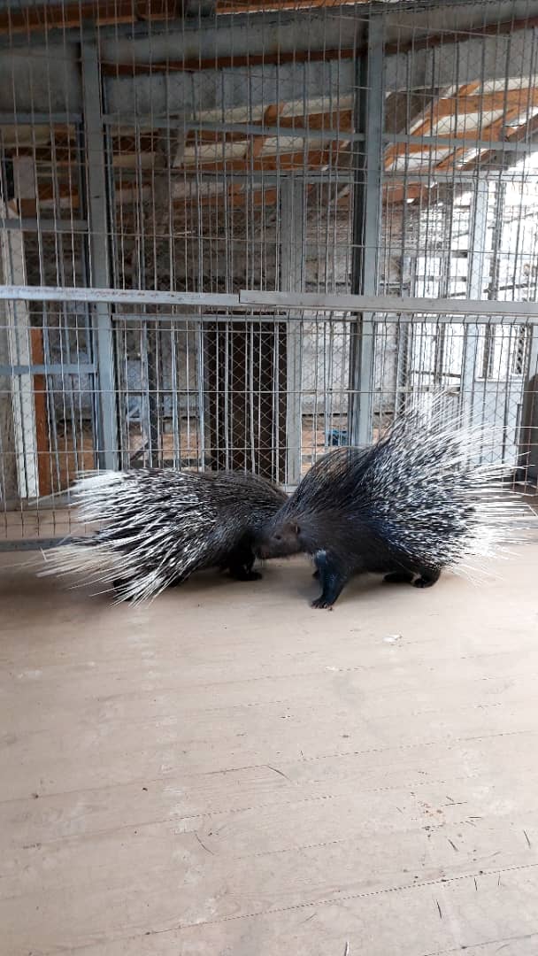 В Кеминском районе выявлен факт незаконного содержания диких животных