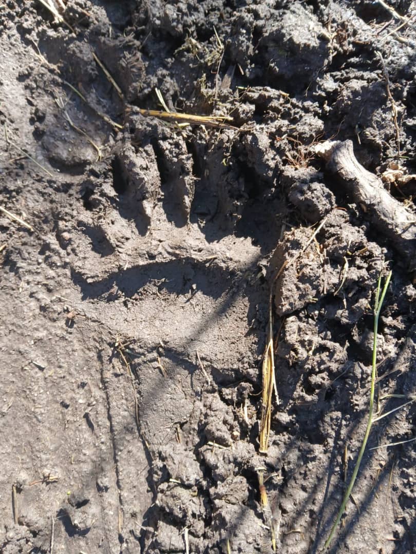 🐻 В Чон-Кемине медвежий след снят на видео