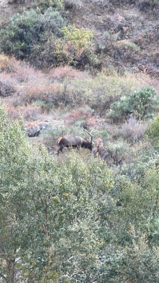 Чон-Кемин мамлекеттик жаратылыш паркынын Акташкороо кыдыртмасынан 🦌Бугу үй жаныбарларына келип жатканын парктын егери видеого түшүрүп алган.