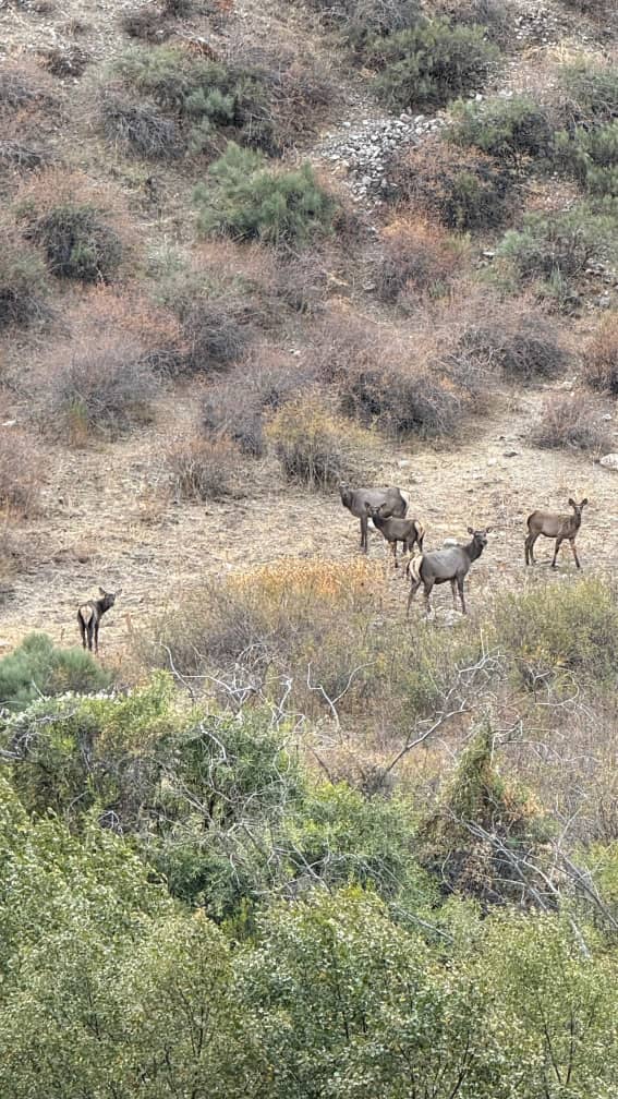 🦌 В Беш-Ташском природном парке увеличивается численность маралов