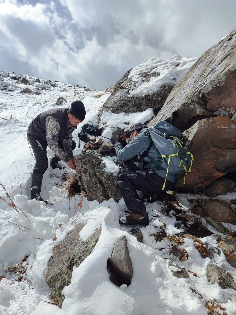 В заповеднике «Шамшы-Туюк» установлены фотоловушки для изучения снежного барса