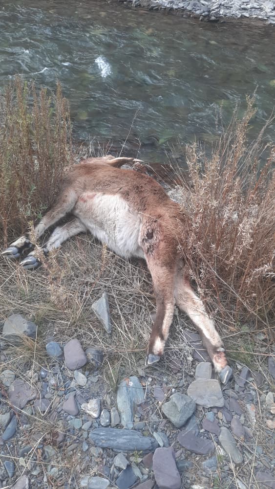 В Московском районе зафиксирован факт браконьерства