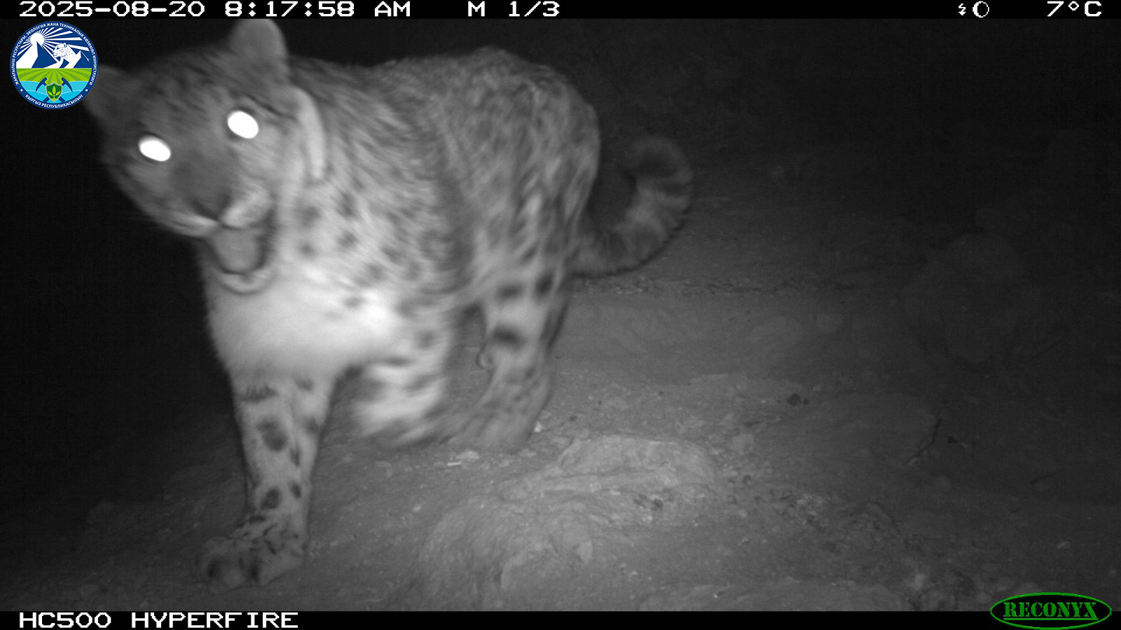 Дикие животные, попавшие в фотоловушки в государственном природном парке «Салкын-Төр»