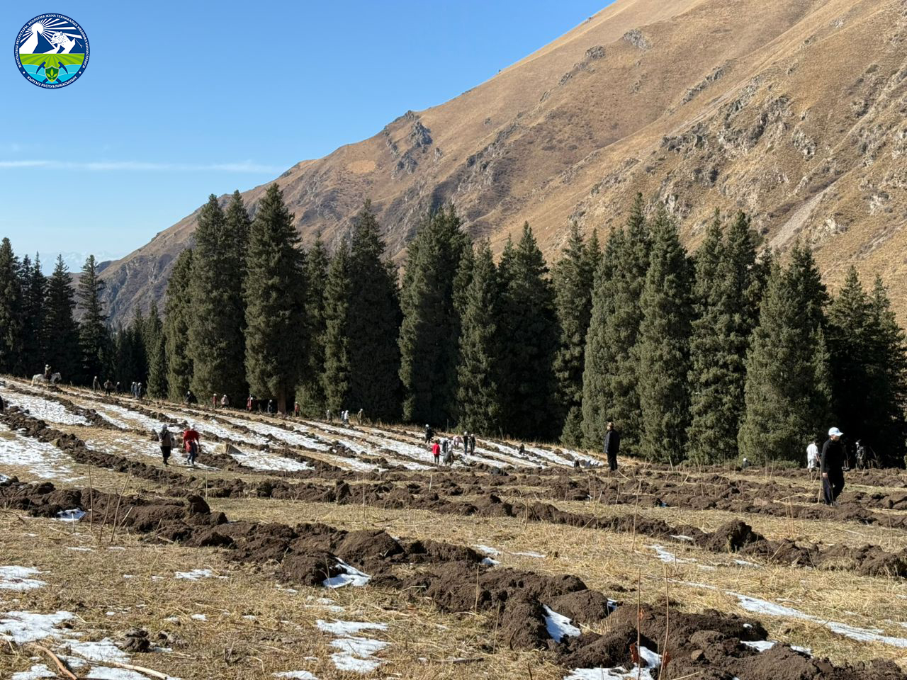 В рамках Национальной кампании «Жашыл мурас» в Чон-Кемине было высажено 2000 саженцев берёзы