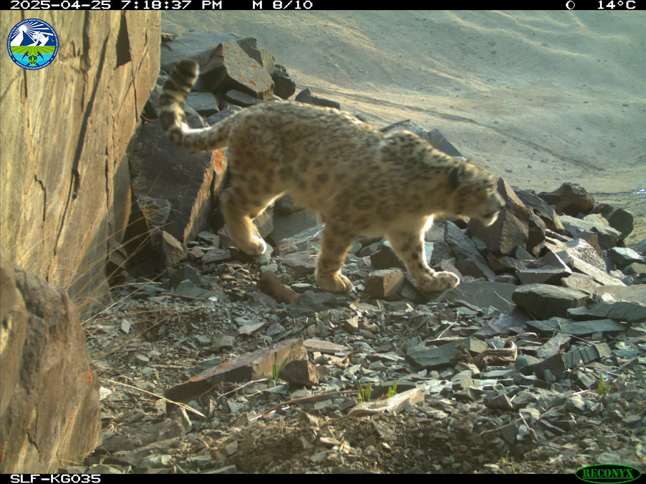 Животные, попавшие на фотоловушки в ГДЗ «Ак-Суу» Московского района Чуйской области