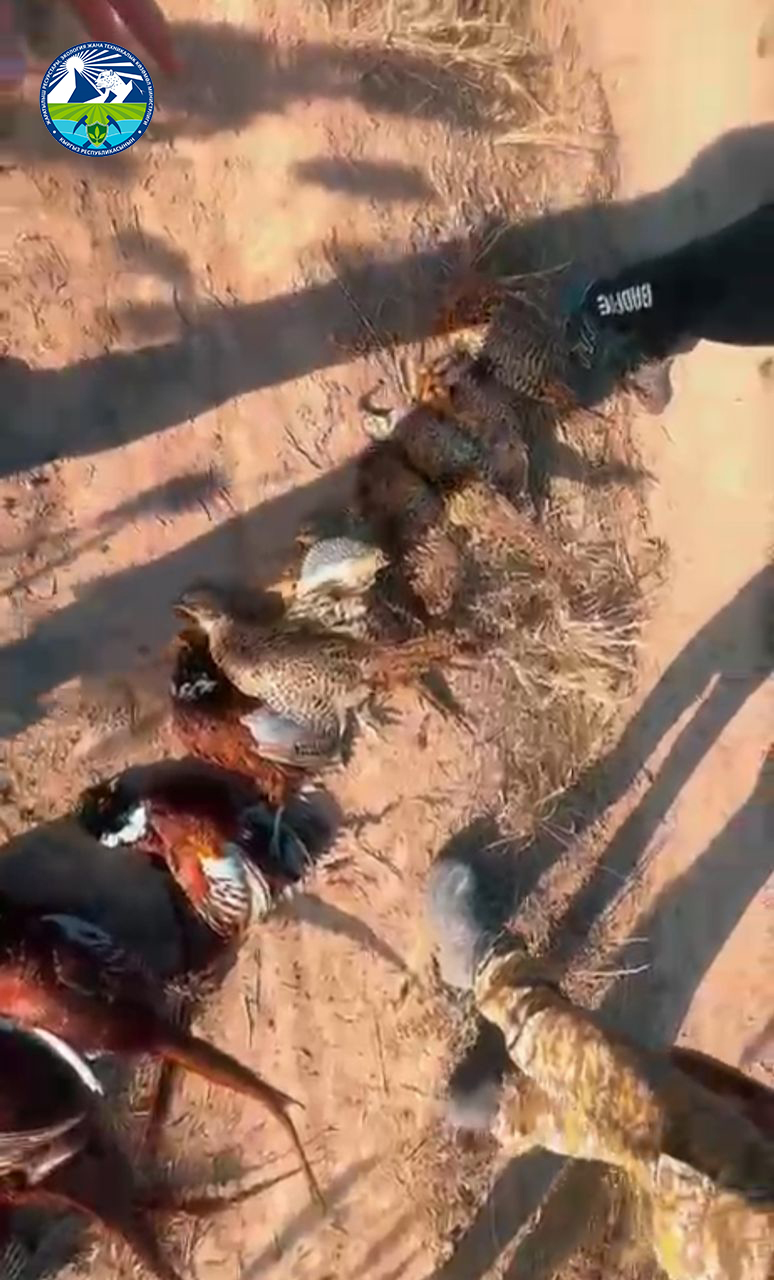 В Чуйской области проведены рейдовые мероприятия по борьбе с браконьерством