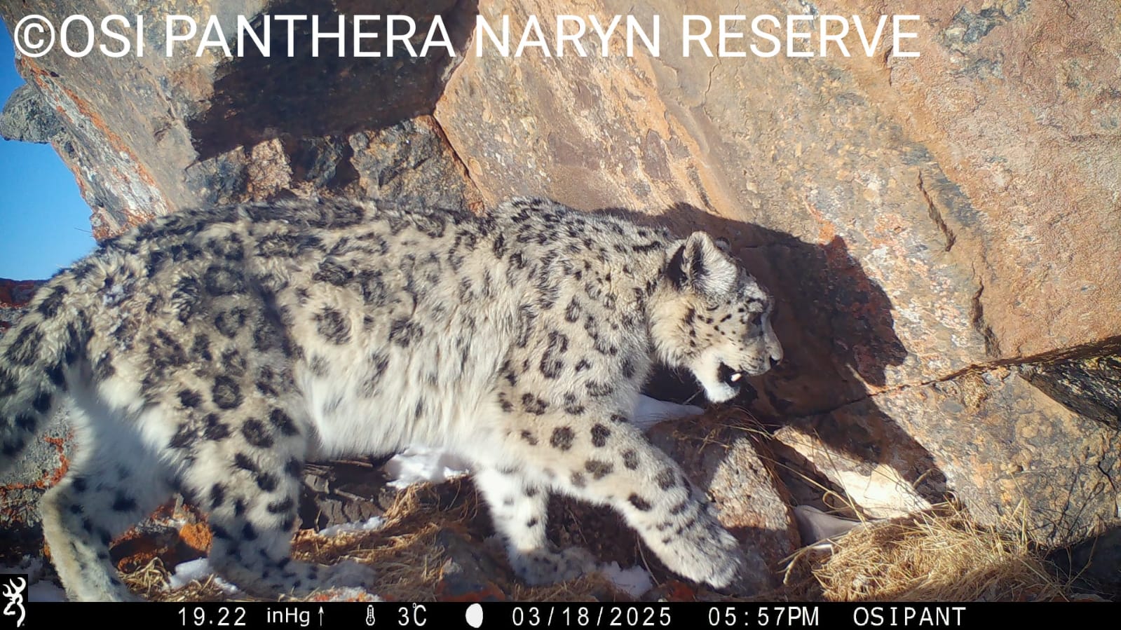 Животные, попавшие в фотоловушку