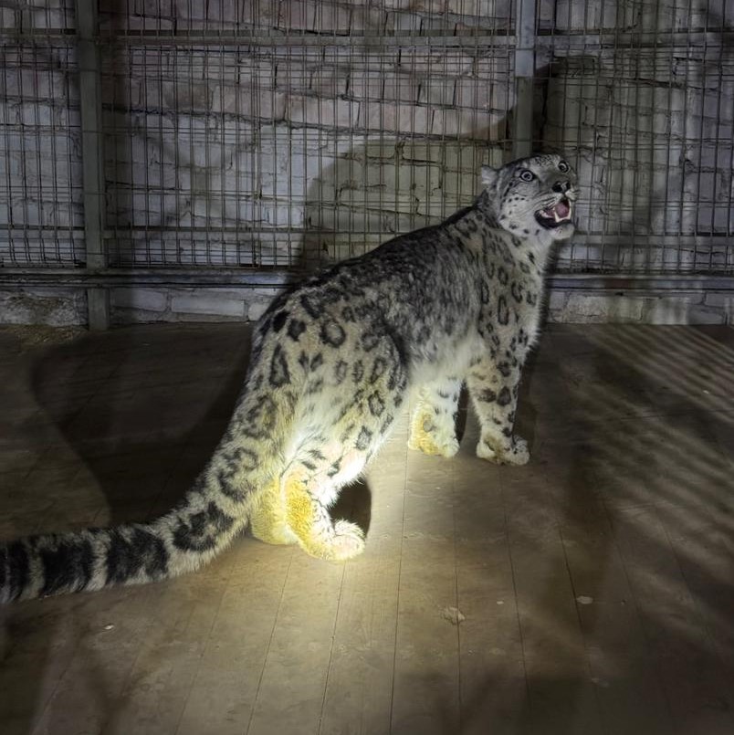 В Кеминском районе был замечен снежный барс, занесённый в Красную книгу