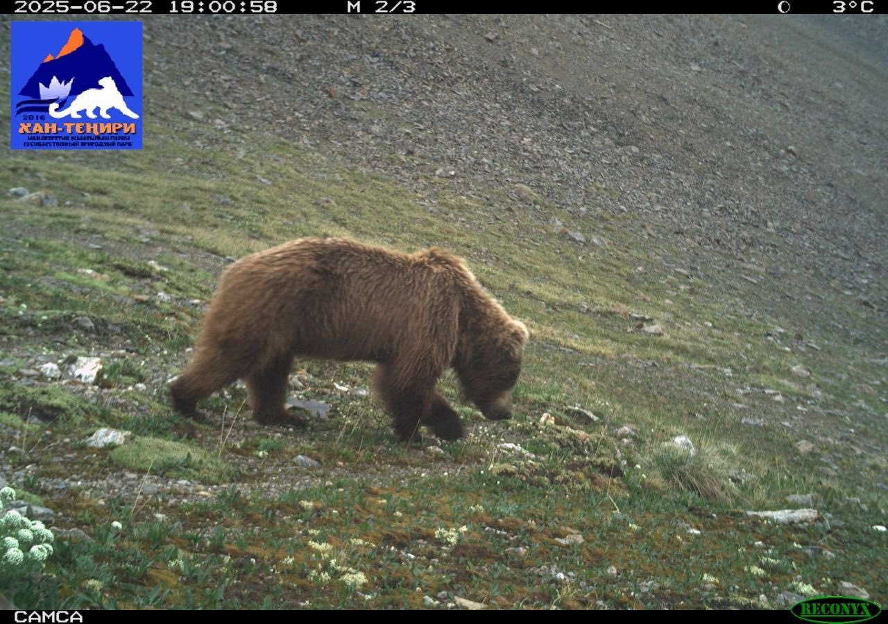 В ГПП «Хан-Тенири» зафиксирован рост численности диких животных по итогам 2025 года