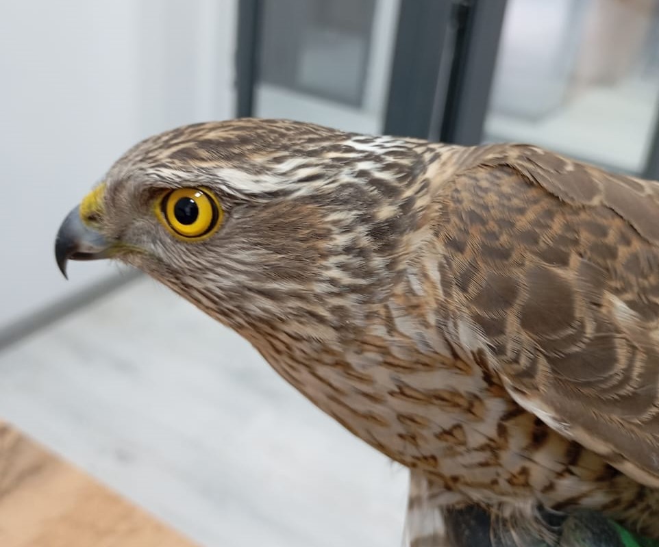 Ястреб, залетевший в село, возвращён в природную среду