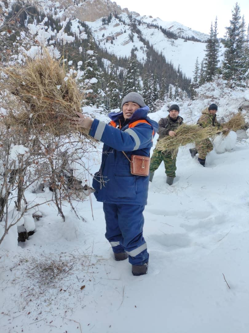 В государственном природном заповеднике «Каратал-Жапырык» в зимний период продолжаются биотехнические мероприятия по поддержке диких животных.