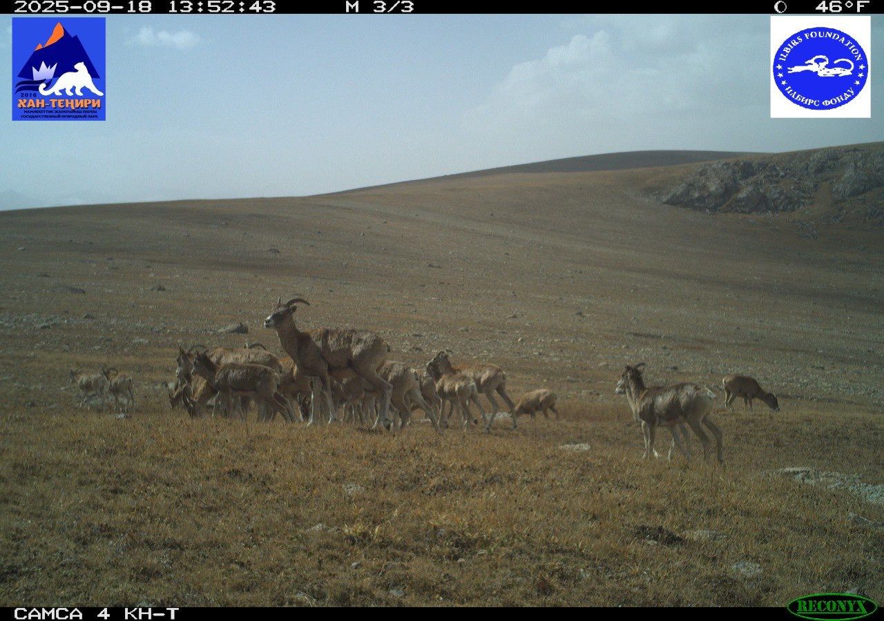 Уникальные кадры дикой природы сняты в ГПП «Хан-Тенири»!