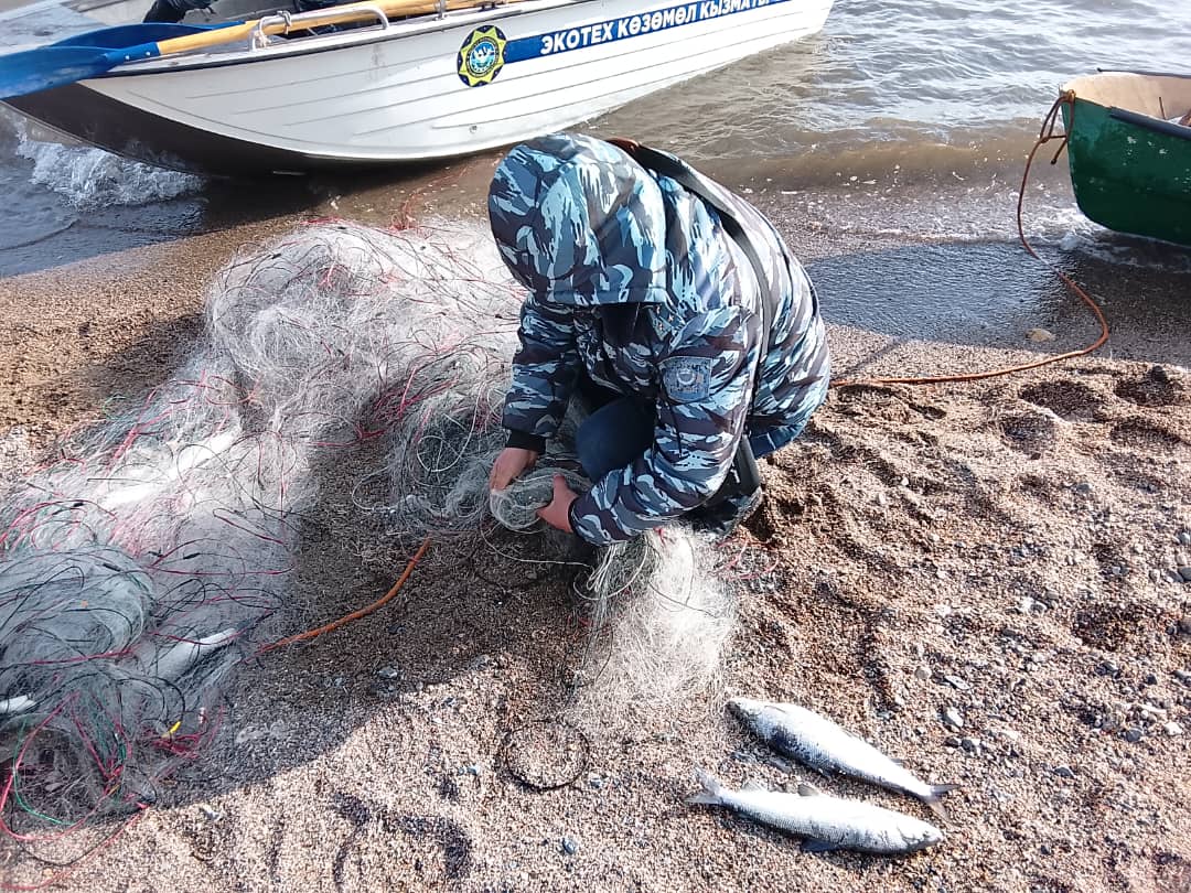 На Иссык-Куле прошёл рейд против браконьерства: изъяты незаконные сети и переданы на утилизацию.