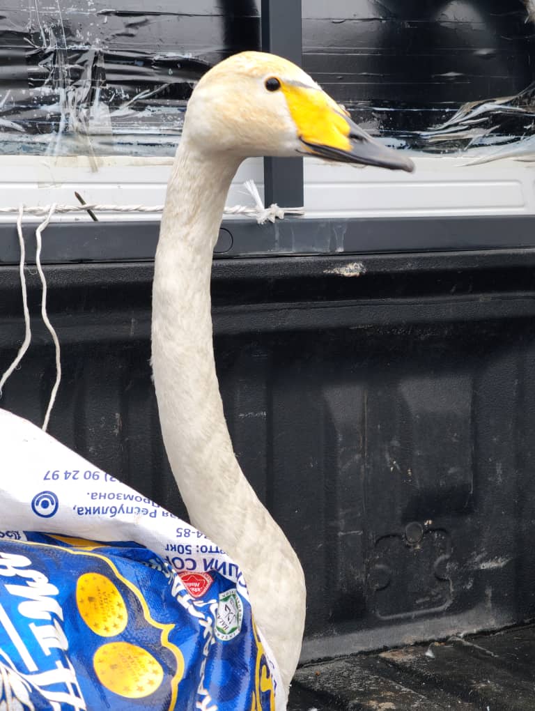 16 февраля 2026 года на пахотной земле села Шабдан, примерно в 2 км от территории Чон-Кеминского государственного природного парка, был обнаружен один лебедь в нелетающем состоянии