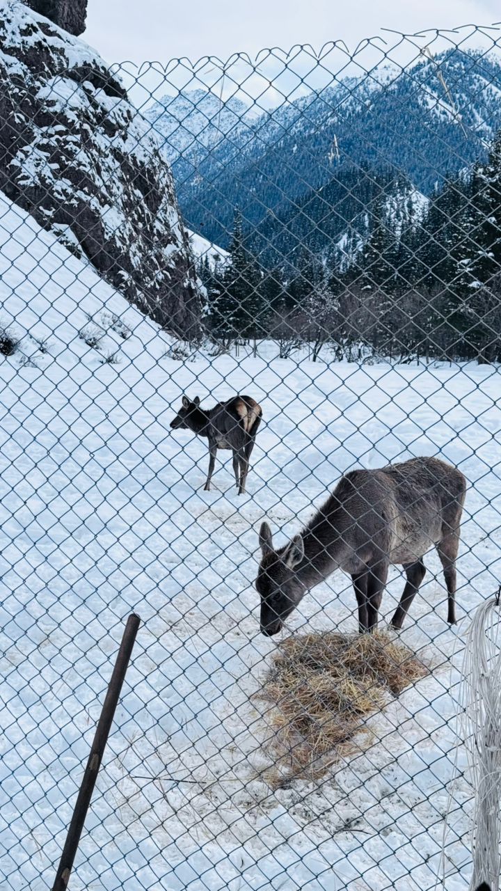 На территории Нарынского государственного природного заповедника, при Министерстве природных ресурсов, экологии и технического надзора Кыргызской Республики, на регулярной основе проводятся рейдовые мероприятия, направленные на пресечение незаконной охоты и незаконного использования природных ресурсов.