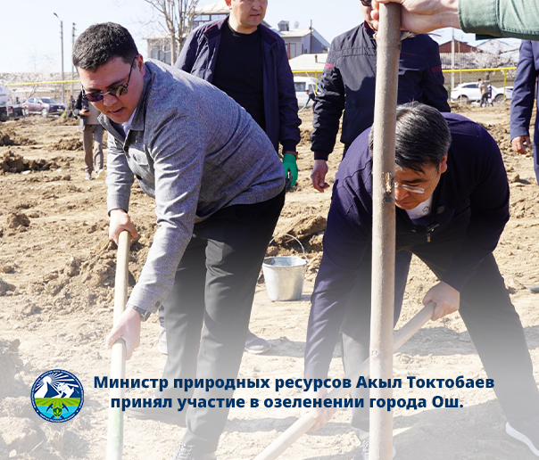 Ош шаарында масштабдуу көчөт отургузуу иш-чарасы өтүүдө