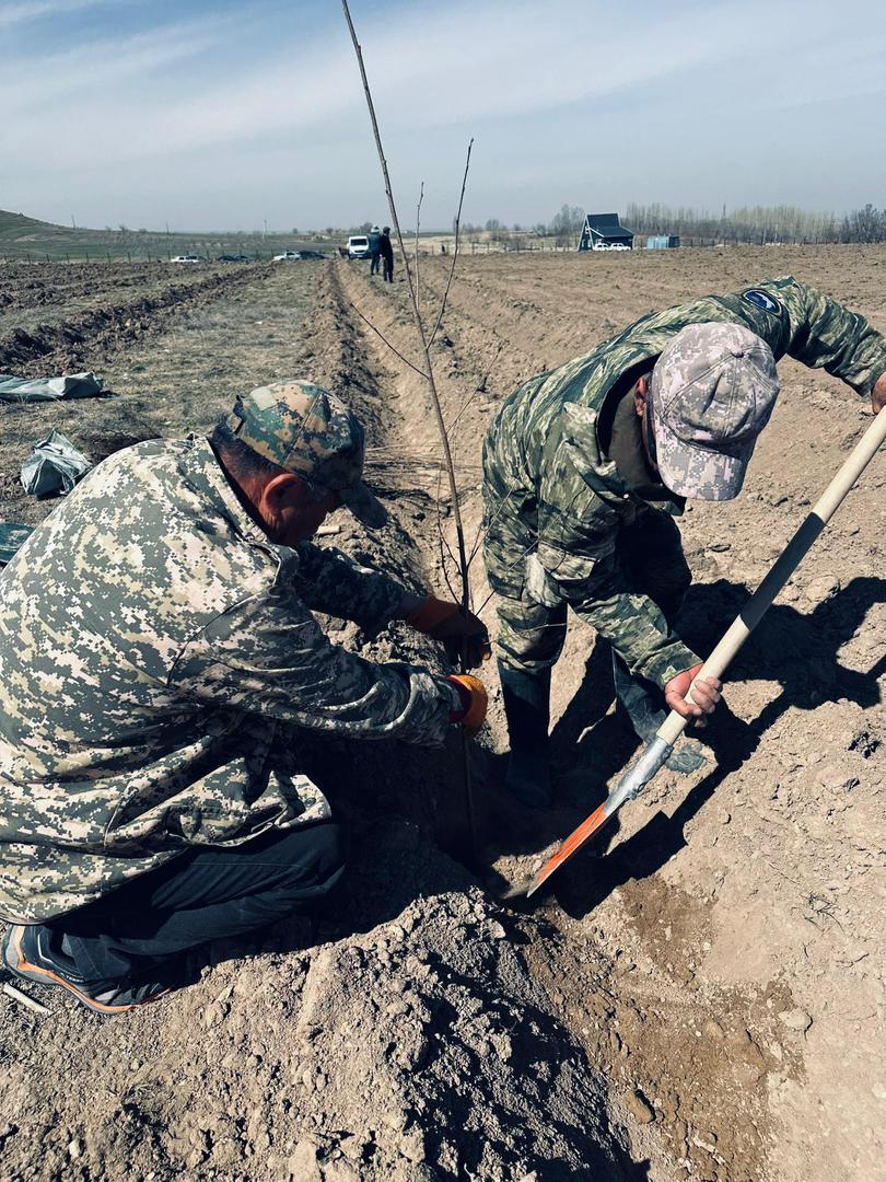 Кара-Буура мамлекеттик жаратылыш паркы 13 миңден ашык көчөт отургузууда