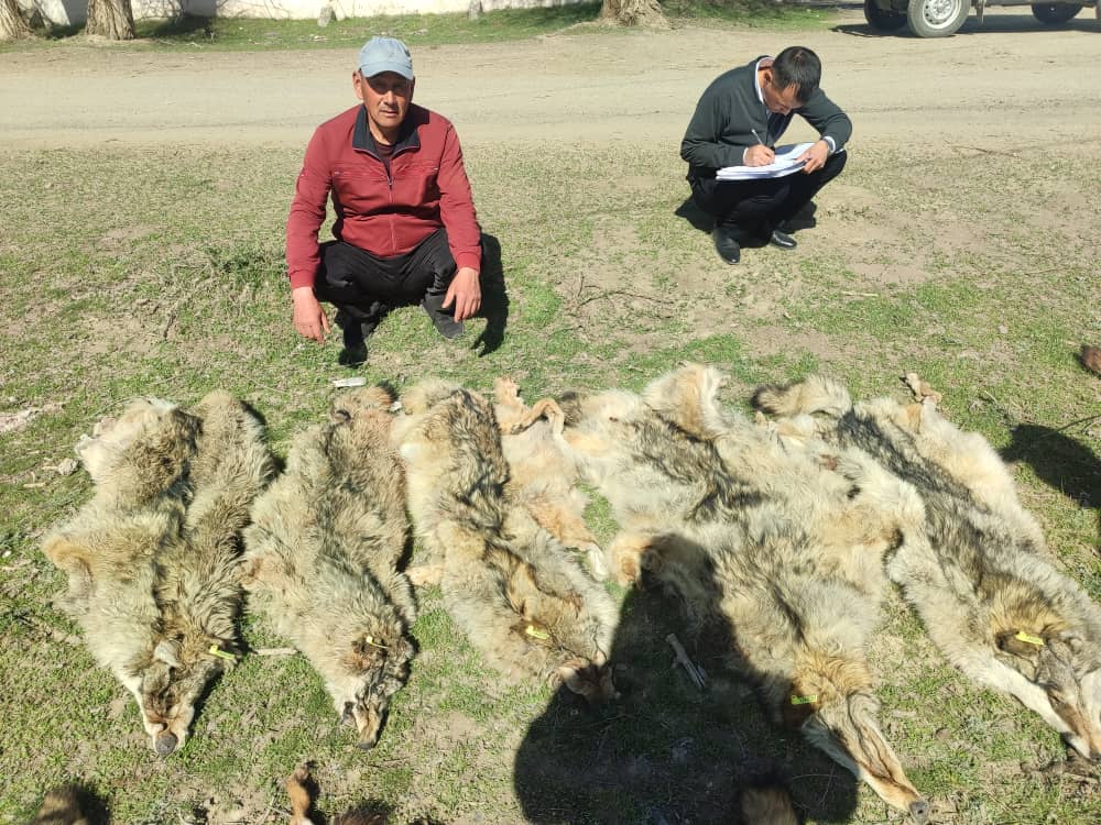 Айтматов районунда жырткычтардын терилери кабыл алынды