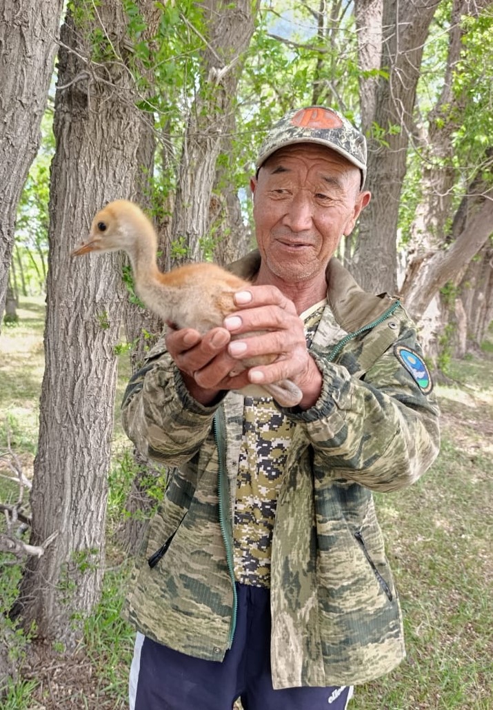 Первое гнездование серого журавля на восточном побережье озера Иссык-Куль