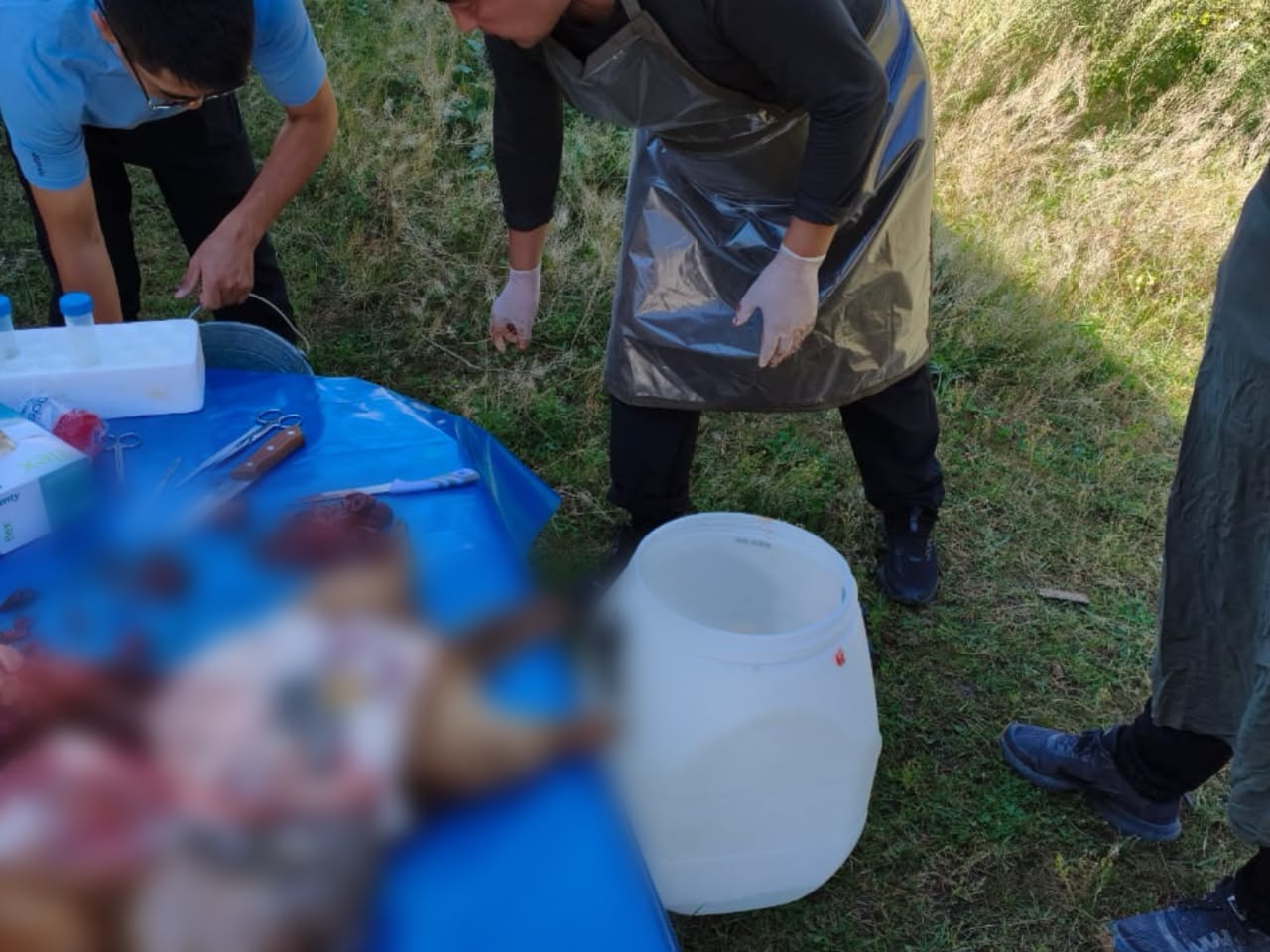 В Нарынским государственным природным заповеднике проводится исследование серых сурков