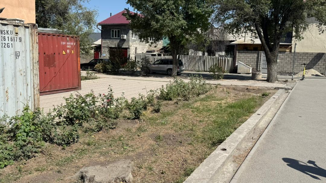На территории Кыргызского национального университета культуры и искусства имени Бубусары Бейшеналиевой выявлен факт незаконной вырубки деревьев