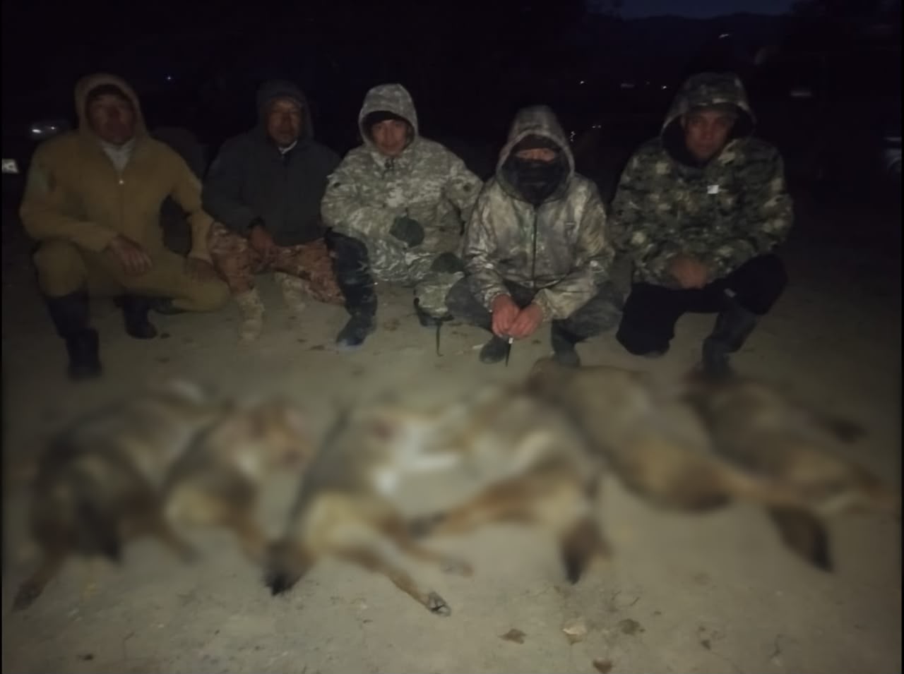 В Таласе проведено мероприятие по регулированию численности волков и шакалов