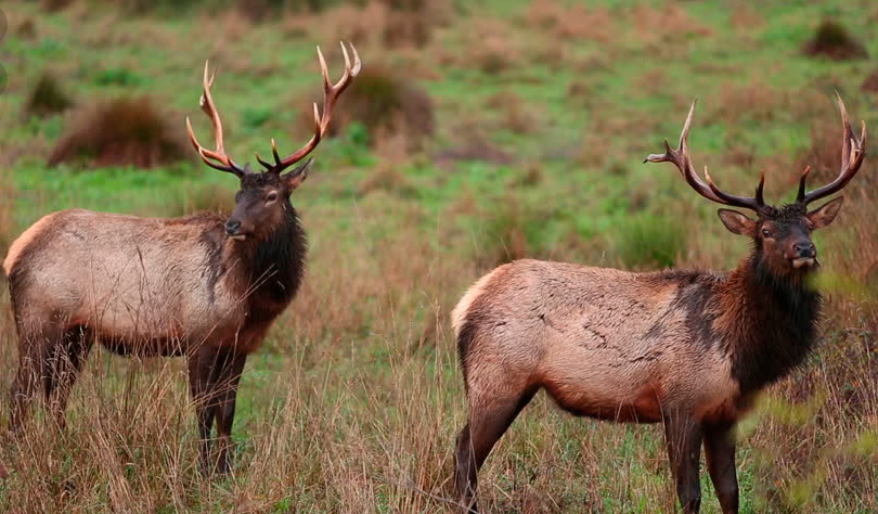 Контроль популяции Маралов в Таласской области