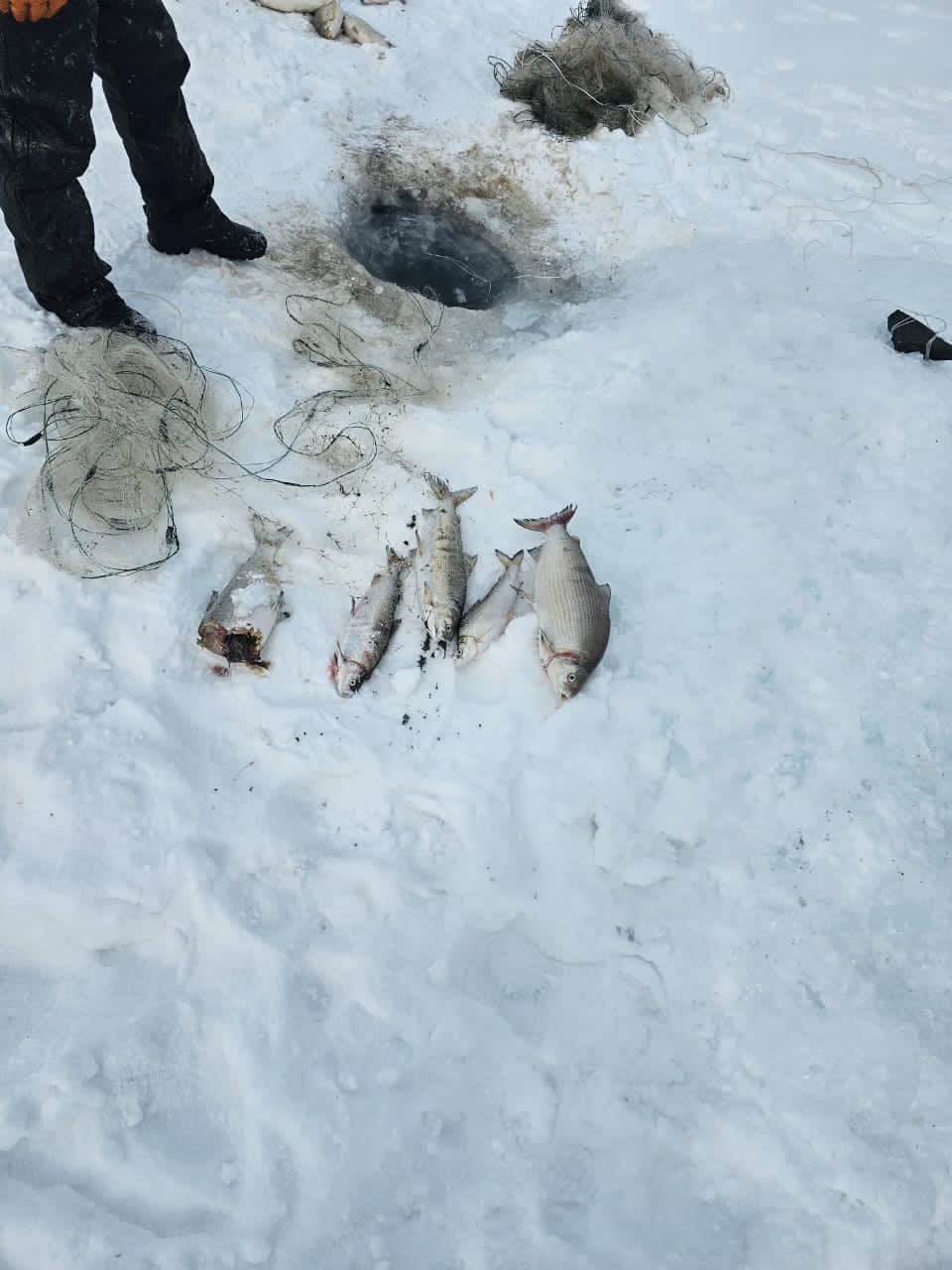 Экологиялык техникалык көзөмөл кызматынын ишмердиги